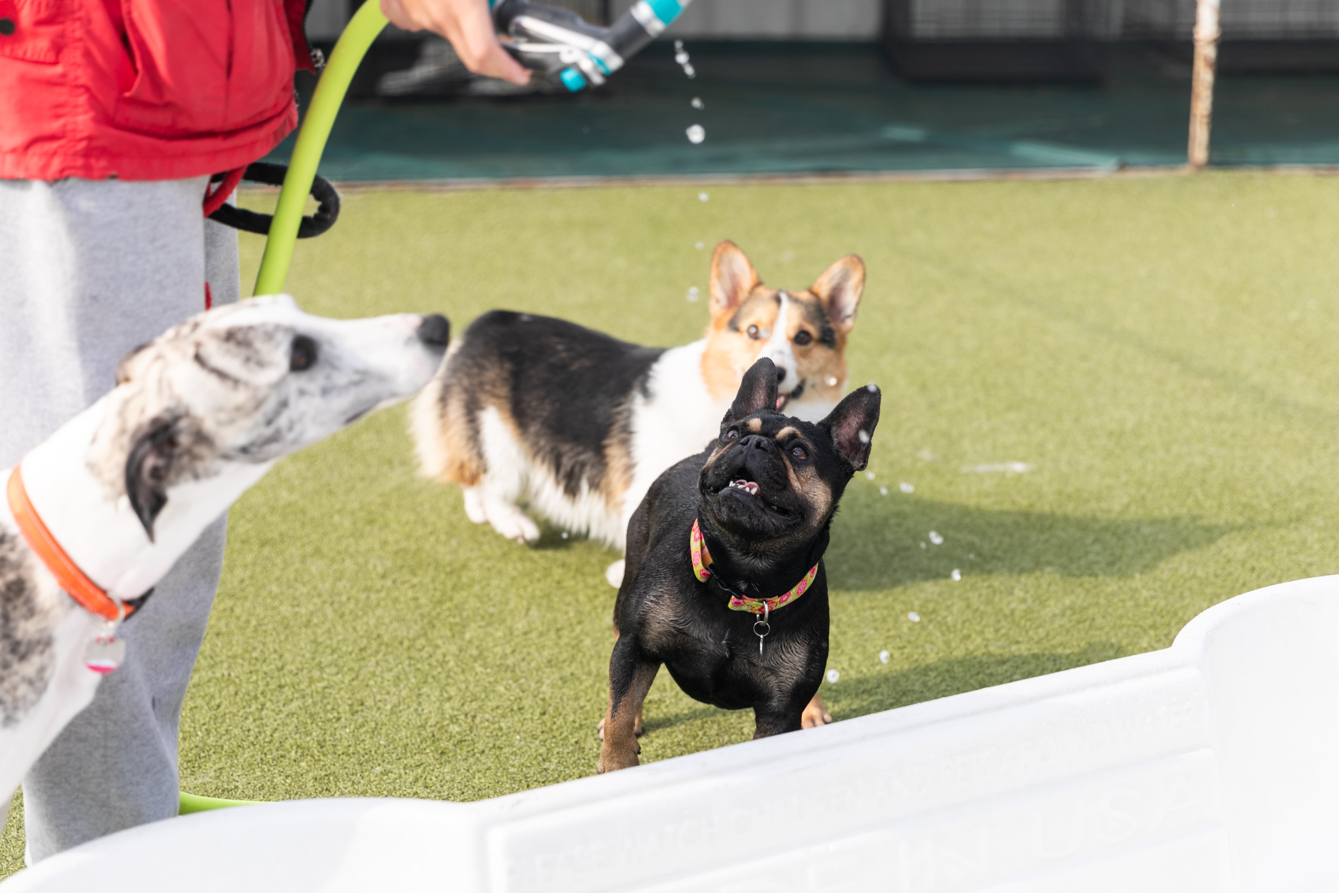 Downtown Dog Lounge Top Pet Care in Seattle